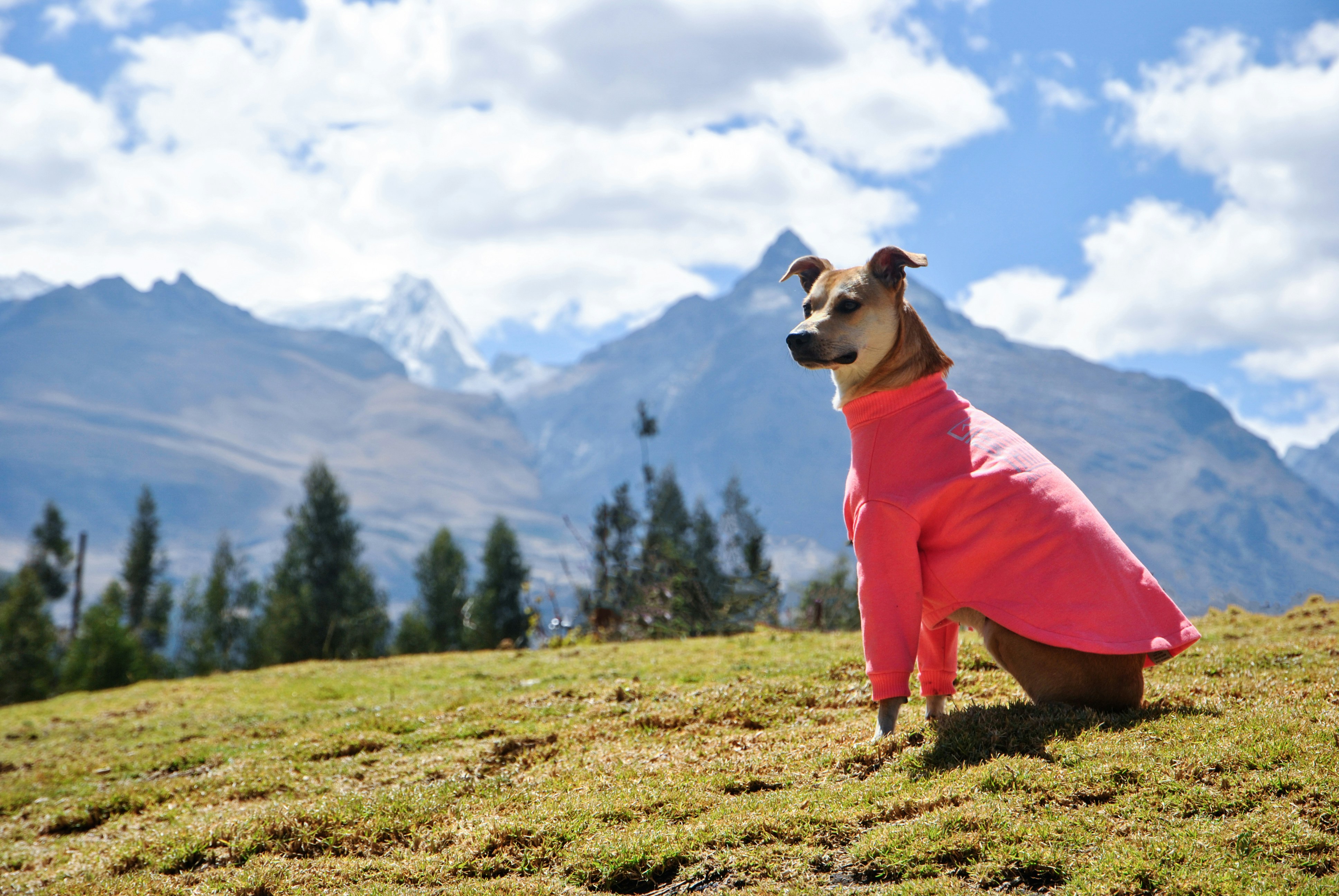 Productos para mascotas felices