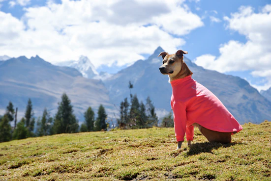  Un perro feliz con un colorido suéter hecho a mano al aire libre con flores vibrantes de fondo.