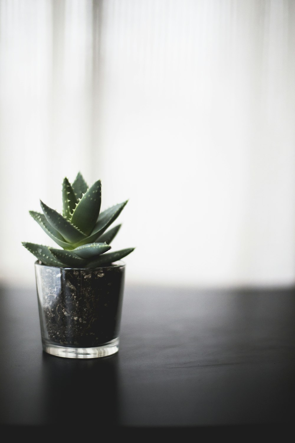 photo de mise au point sélective d’une plante succulente sur une surface noire