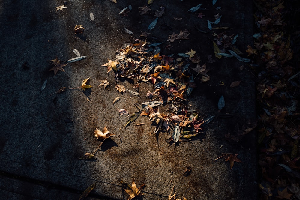 photography of assorted-color leaves on surface