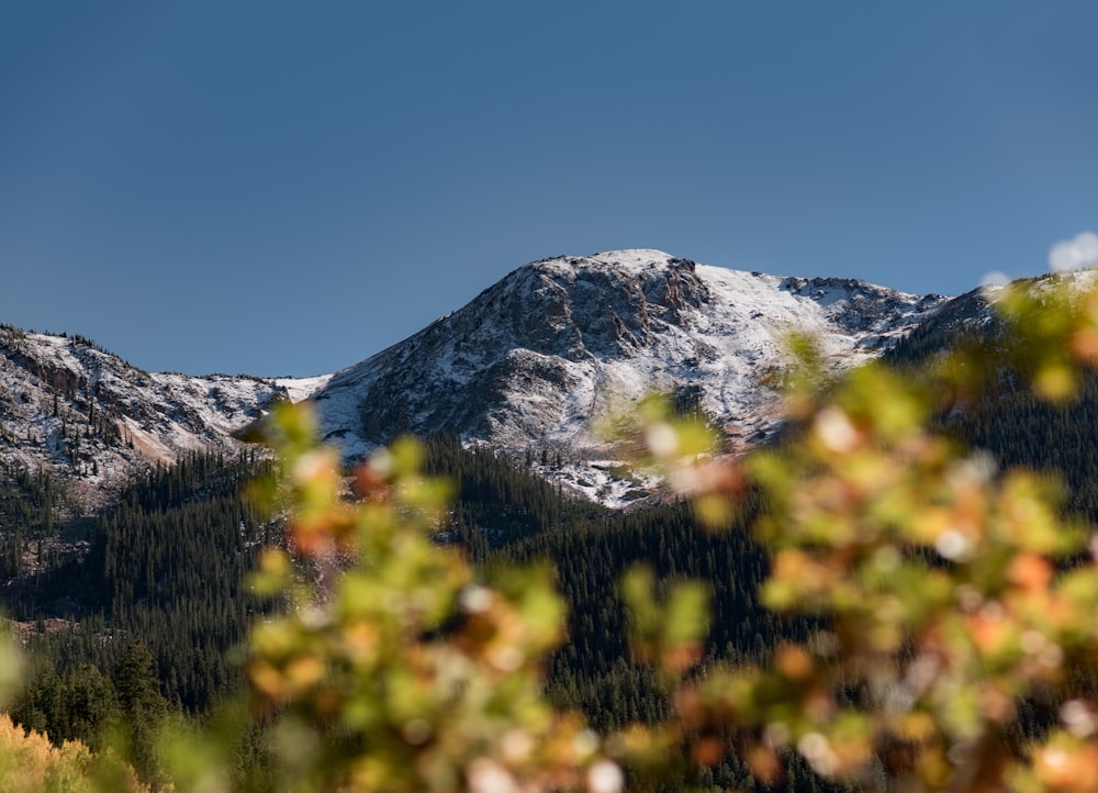 Verschneiter Berg in der Nähe von grünen Bäumen