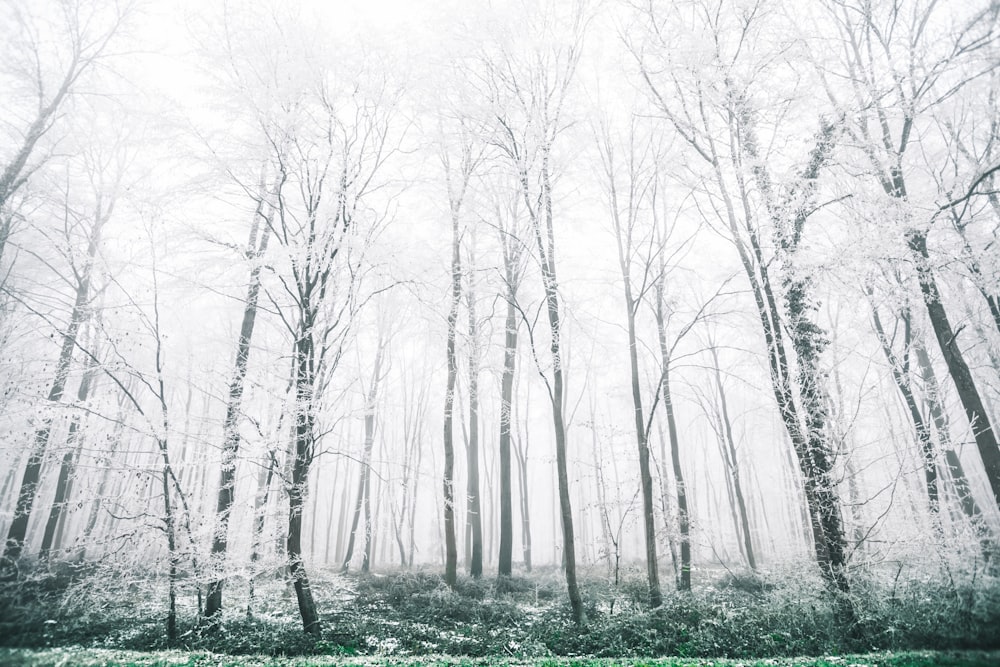 Blick auf den weißen Wald