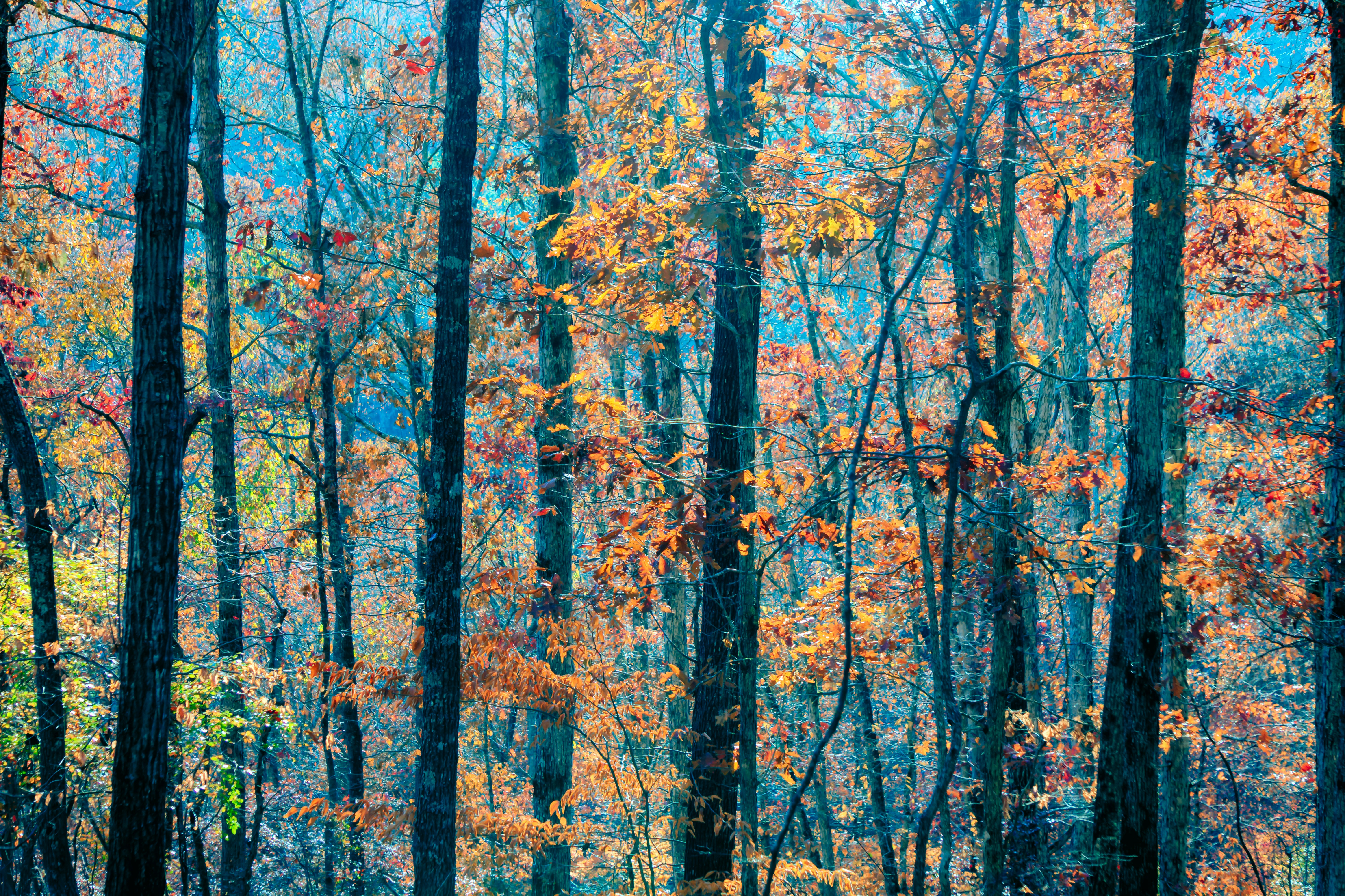 Free Unsplash photo from Brad Huchteman