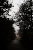 A shadowy forest path winding through dense trees with mysterious fog.