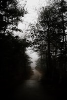 A mysterious forest path shrouded in fog and shadows.