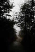 A misty forest path winding through tall, shadowy trees at twilight.