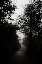 A misty dark forest path at night, evoking mystery and ancient legends.