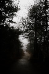 Dark, foggy forest path with eerie shadows lurking between the trees.