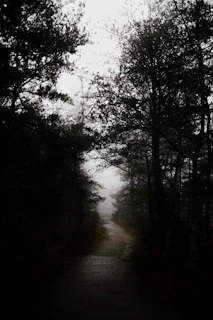 A shadowy, mist-covered forest path from a dark fantasy novel