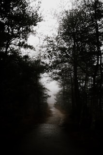 A misty forest path winding through towering, twisted trees under a twilight sky.