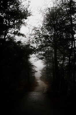 A misty forest path at dusk with twisted, shadowy trees.