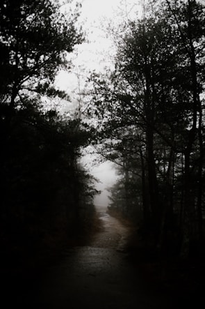 A misty forest path winding through tall, shadowy trees at twilight.