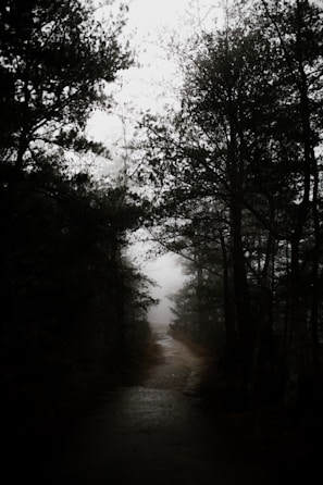 A mysterious forest path shrouded in fog and shadows.