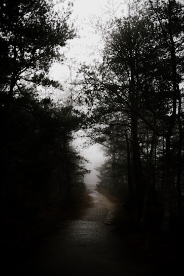 A shadowy, mist-covered forest path at night, evoking mystery and ancient legends.