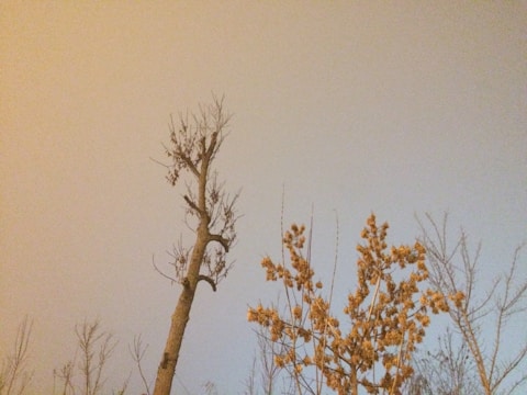 A leafless tree and a second tree with orange leaves stand against a smooth gradient sky creating a contrast between the dark branches and the bright clouds.