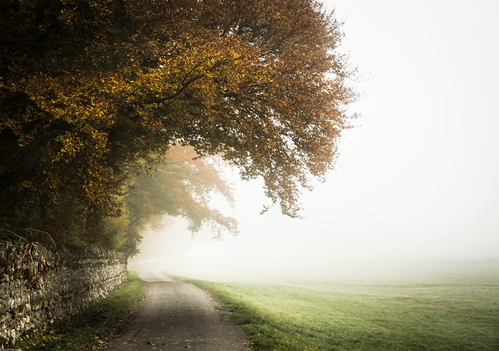 photo of pathway between tree and grass field