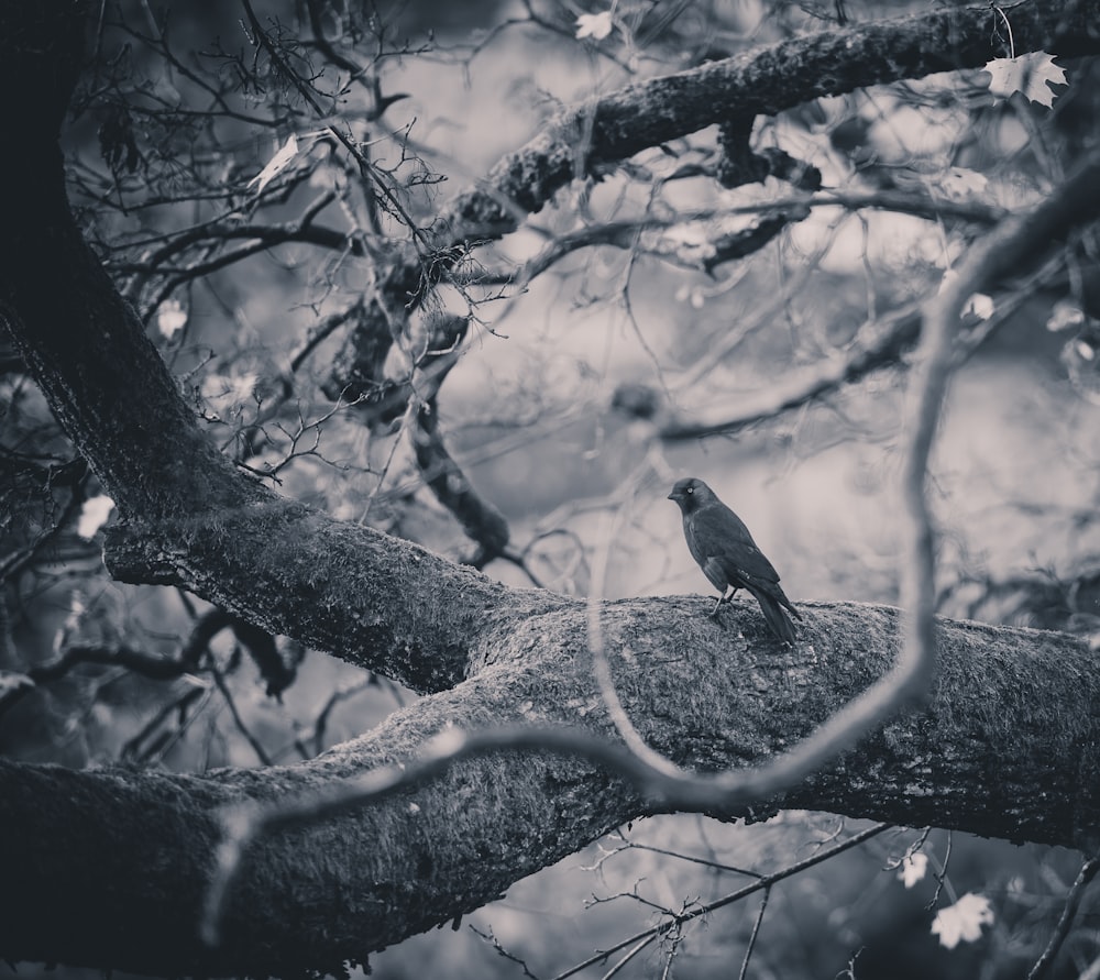 나무 줄기에 회색 새
