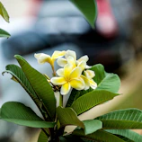 Close-up of a bright yellow plumeria flower against lush green leaves.