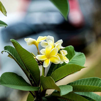 Close-up of a bright yellow plumeria flower against lush green leaves.