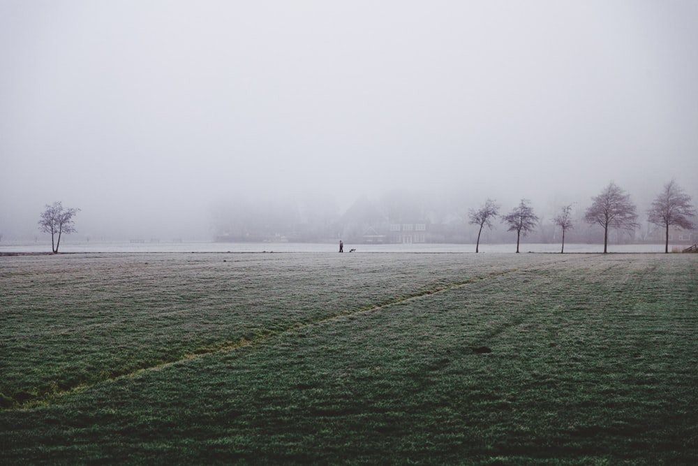 foggy trees at daytime