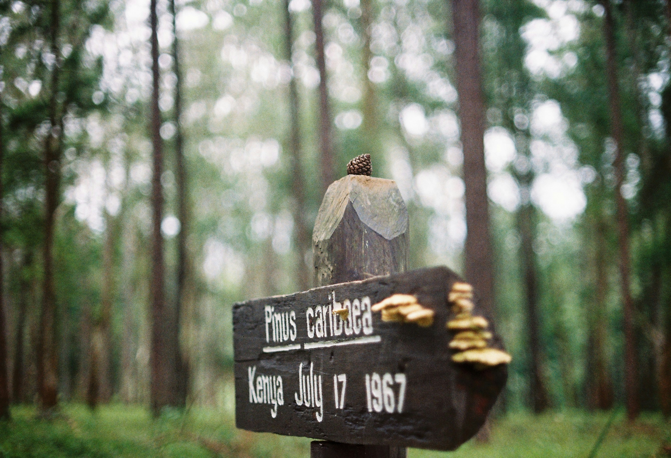 Singpost near a forest