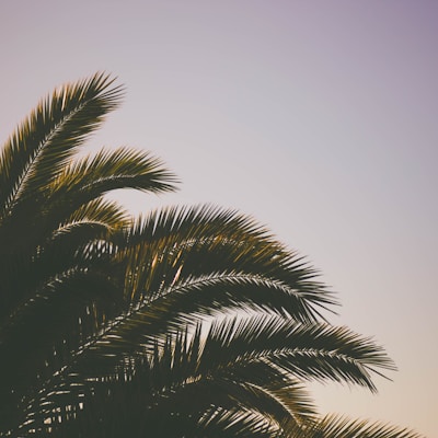 green coconut tree under skies