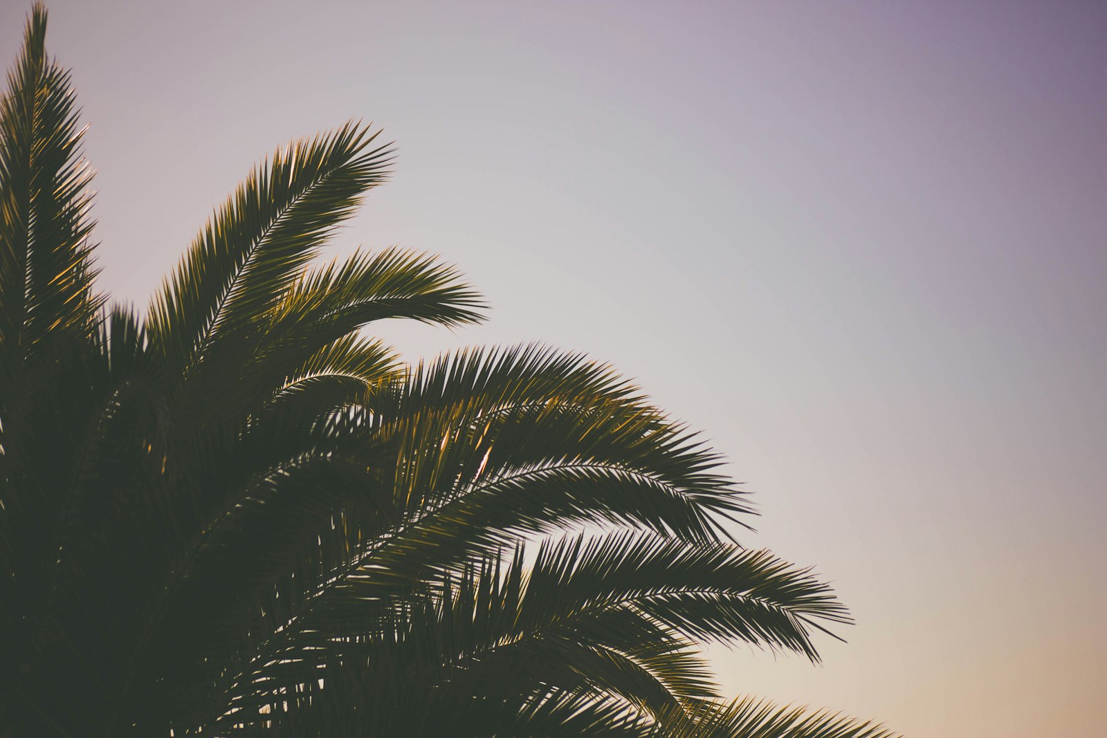 Canon EOS 6D + Canon EF 75-300mm f/4-5.6 sample photo. Green coconut tree under photography