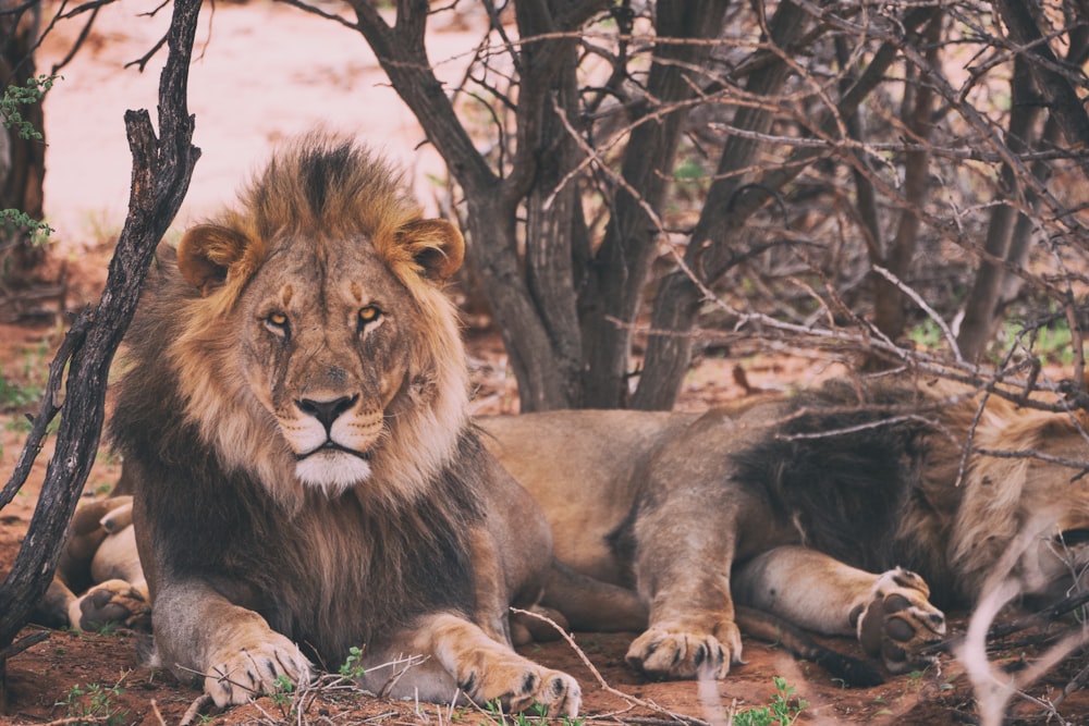 lion s’appuyant sur les arbres