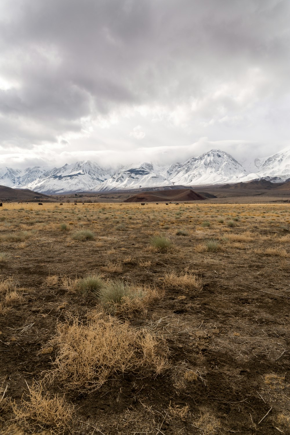 landscape photo of dry grass field and mountains