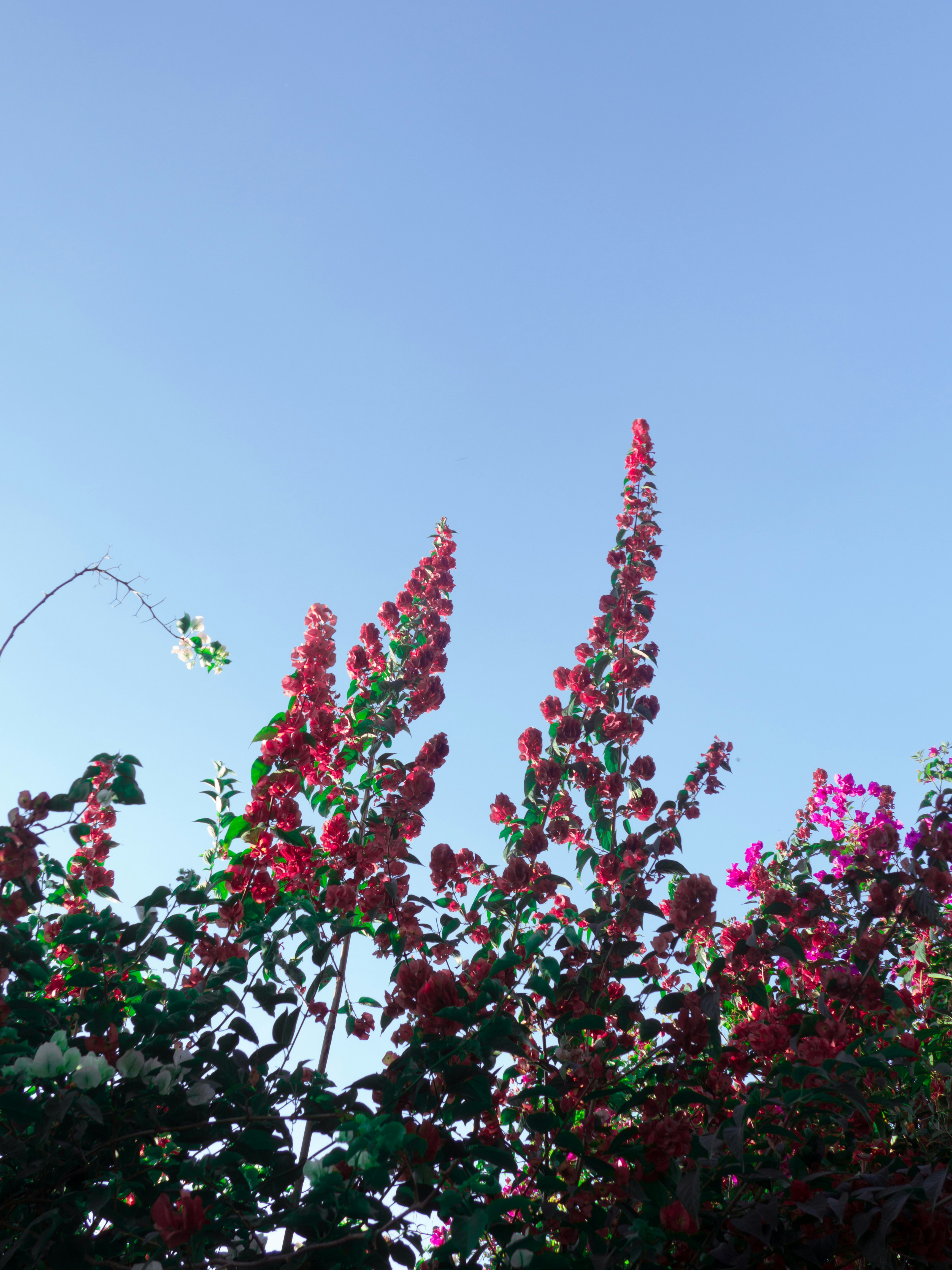 Free Unsplash photo from maría jimena