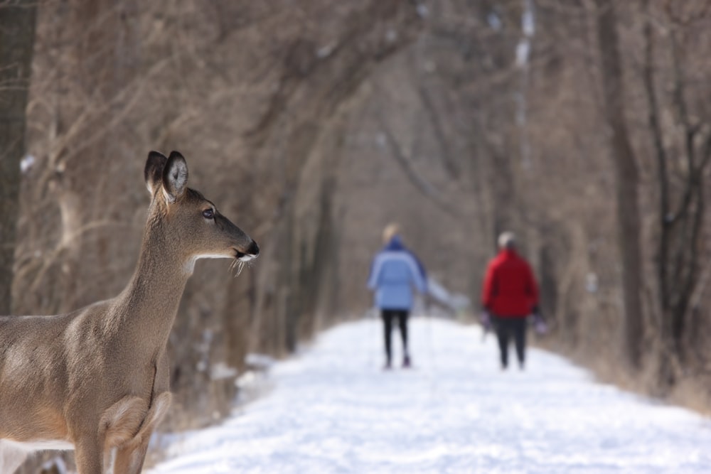 Cerf brun se tenir près du tronc d’arbre brun