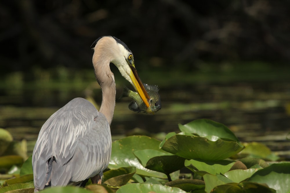 great blue heron catching fish during daytime