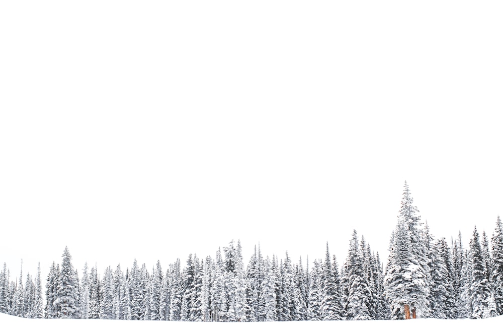 pine trees on snowfield