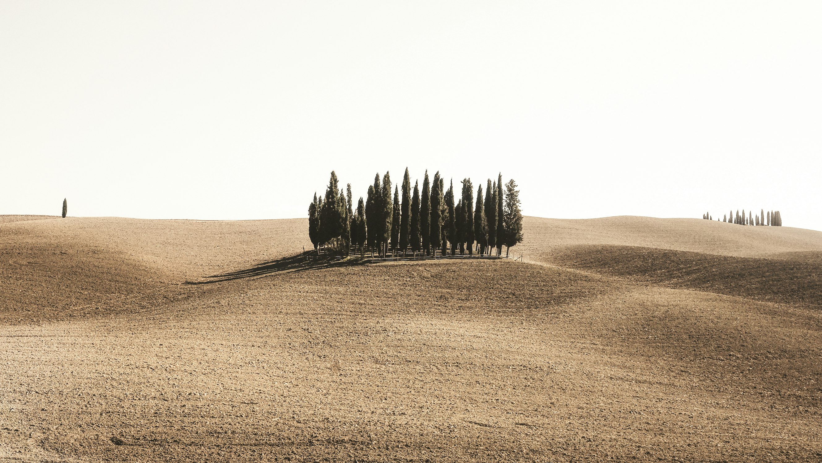 An image of trees in a field used to illustrate calm