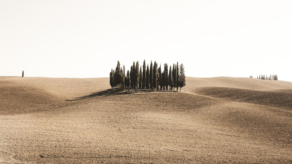 pine trees surrounded by brown field