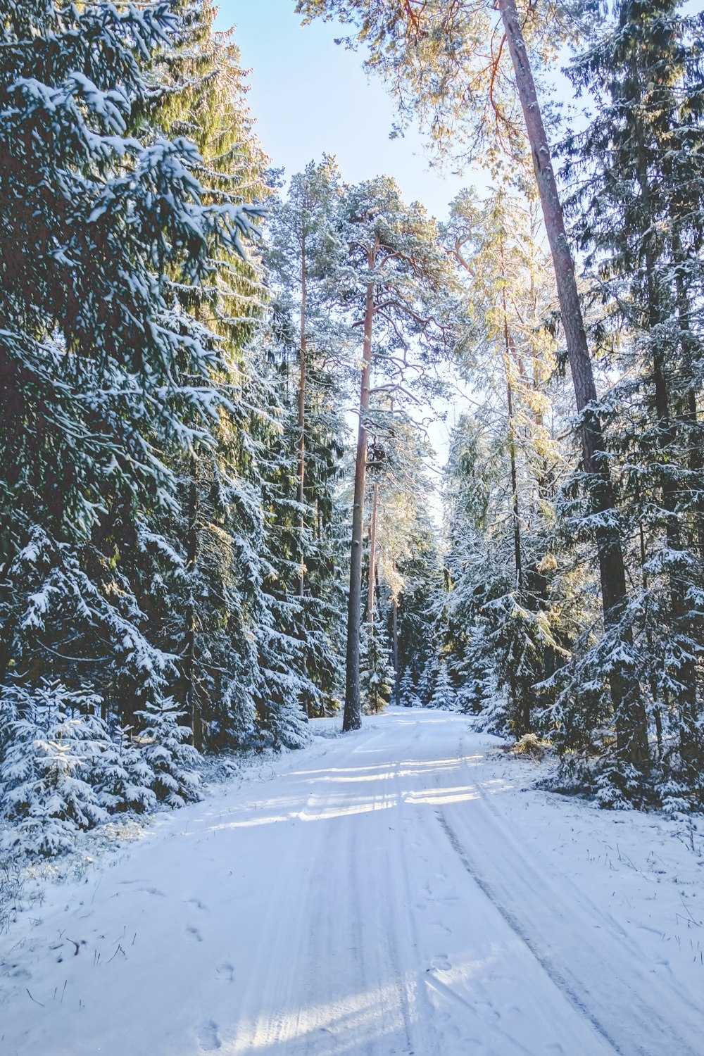 Schneebedeckte Straße, die tagsüber von Bäumen umgeben ist