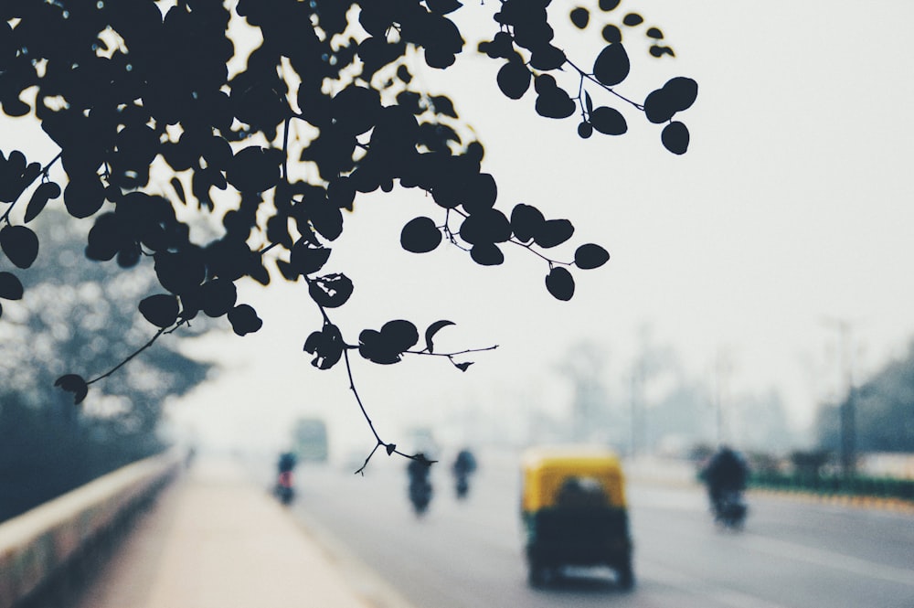 silhouette of leaves against busy road