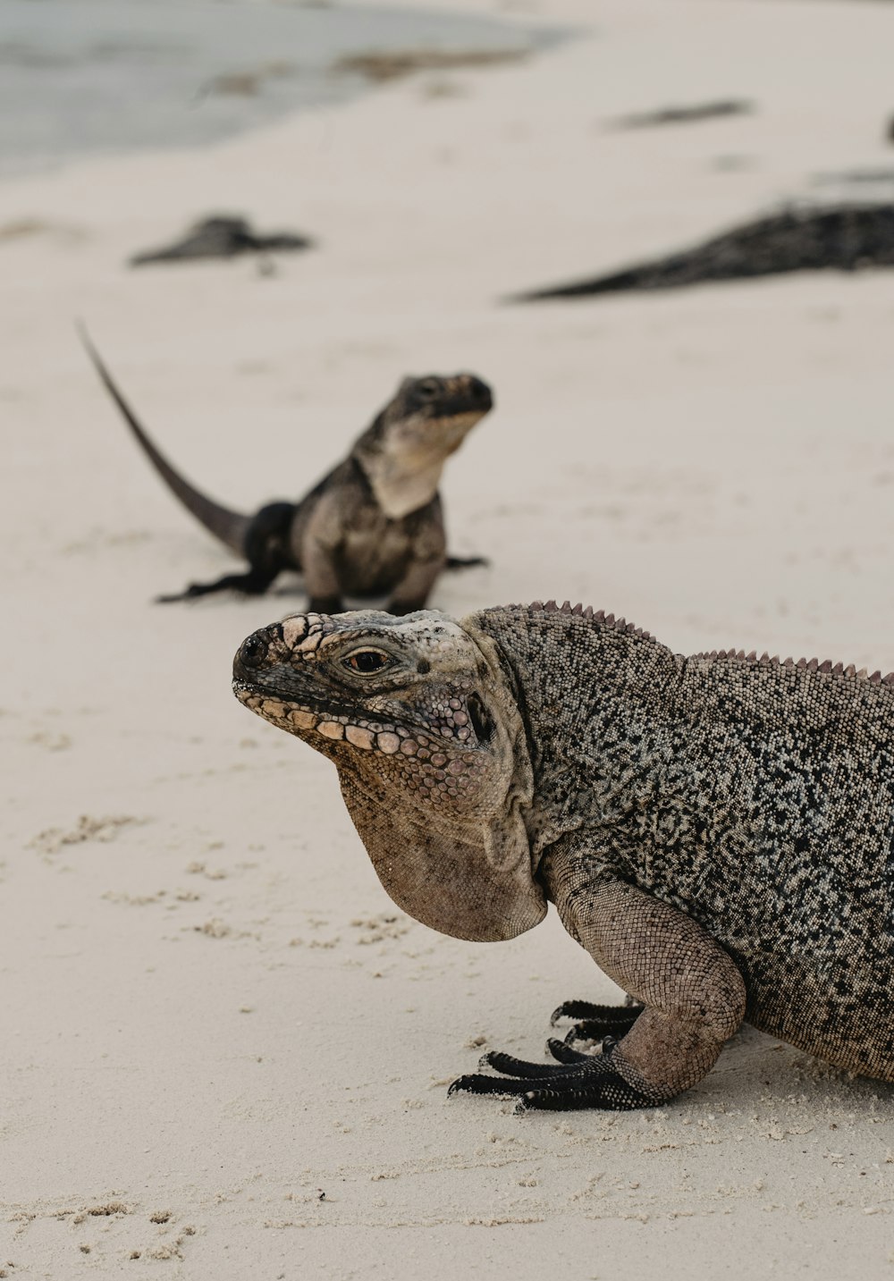 two reptile in white sand
