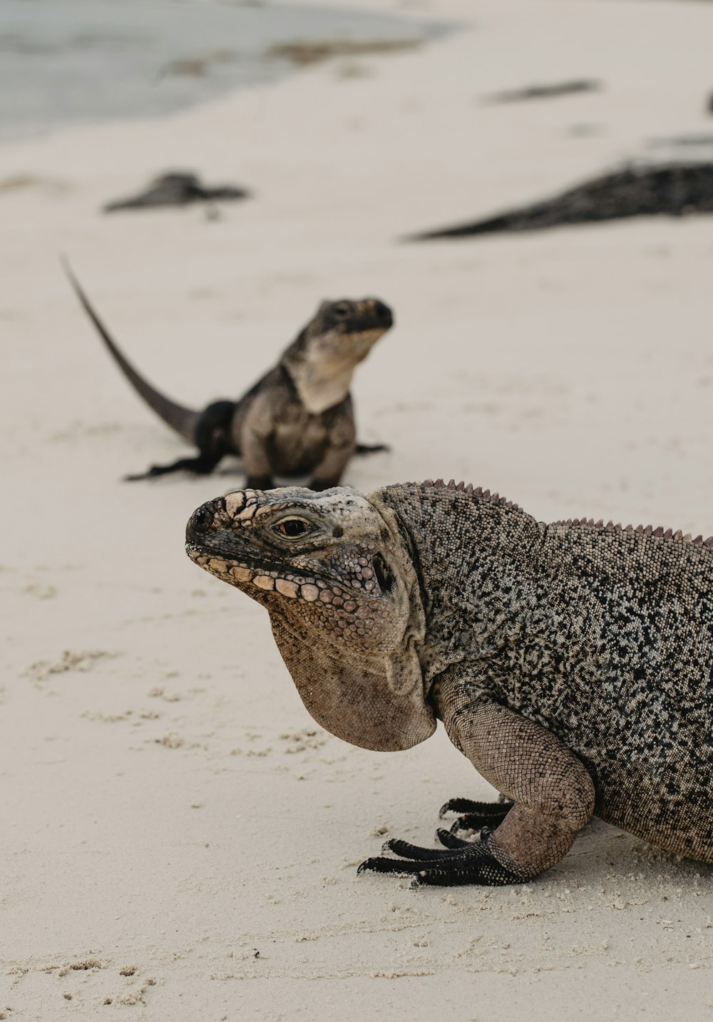 dos reptiles en arena blanca