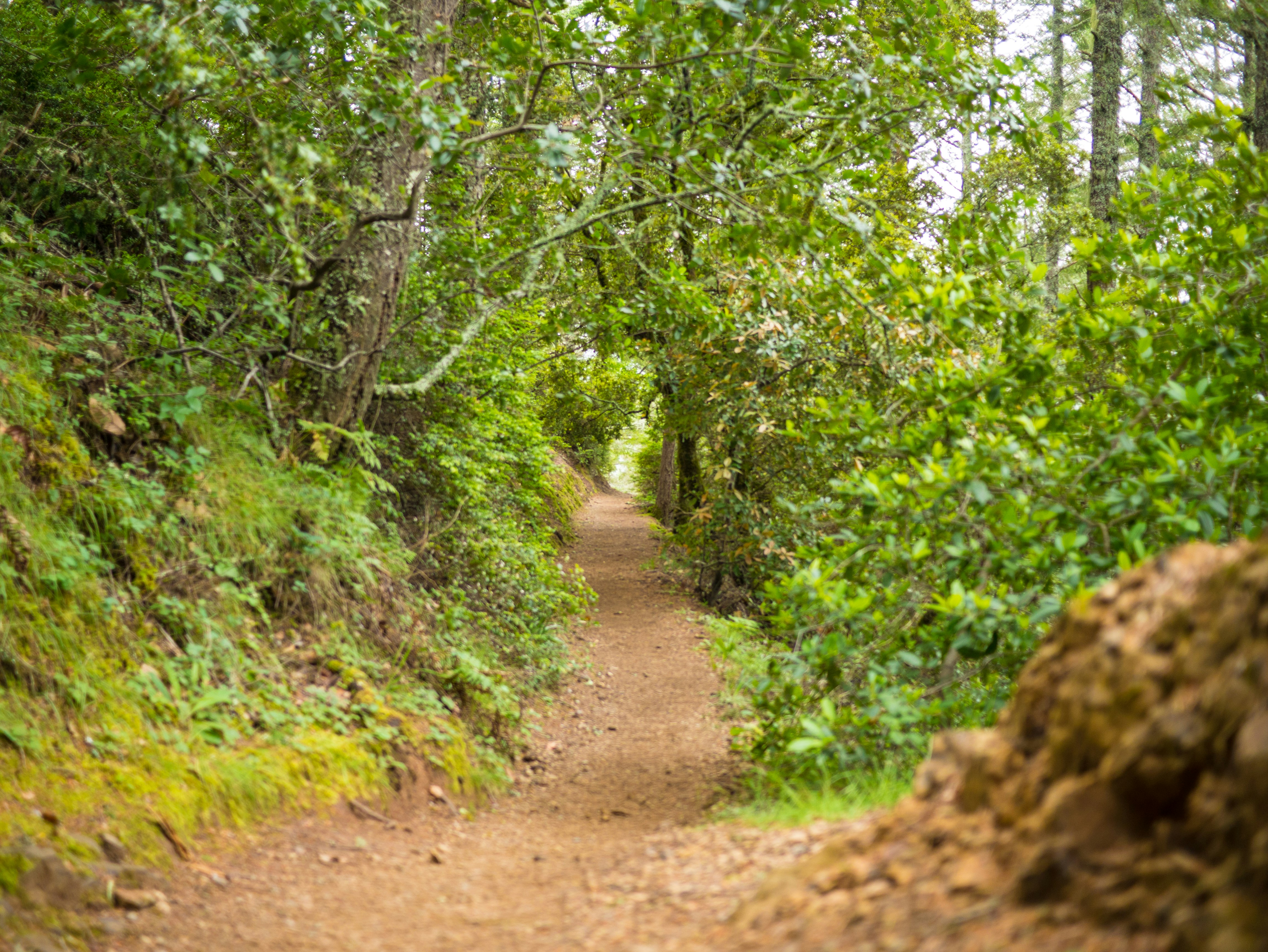 Free Unsplash photo from Siam Choudhury