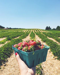 Farmers handpicking ripe strawberries under bright sunlight.