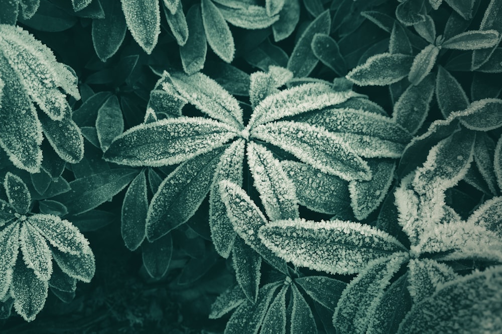 Fotografía de primer plano de hojas verdes de hojas de plantas