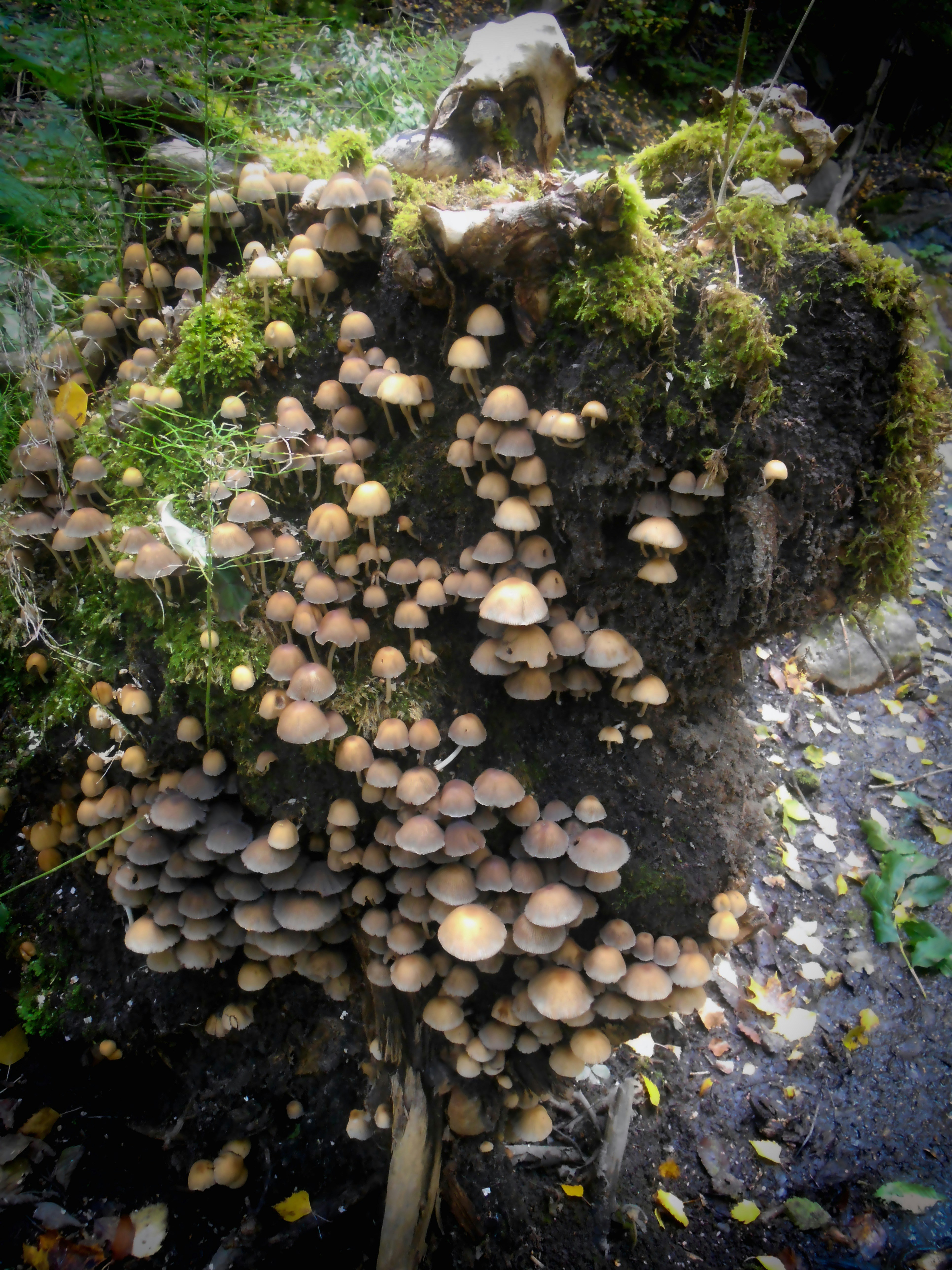 Free Unsplash photo from Fadhil Sadik