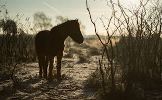 silhouette of horse