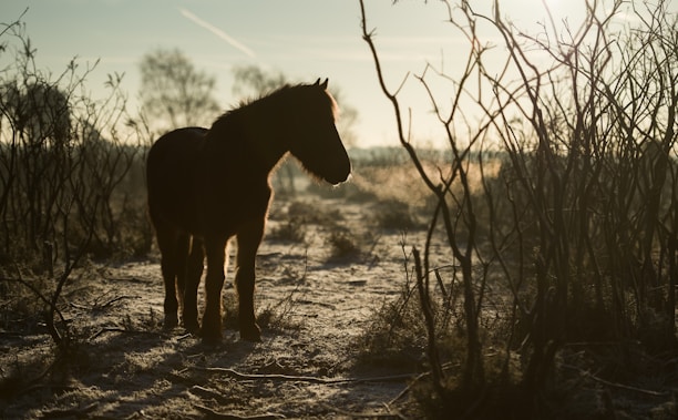 silhouette of horse
