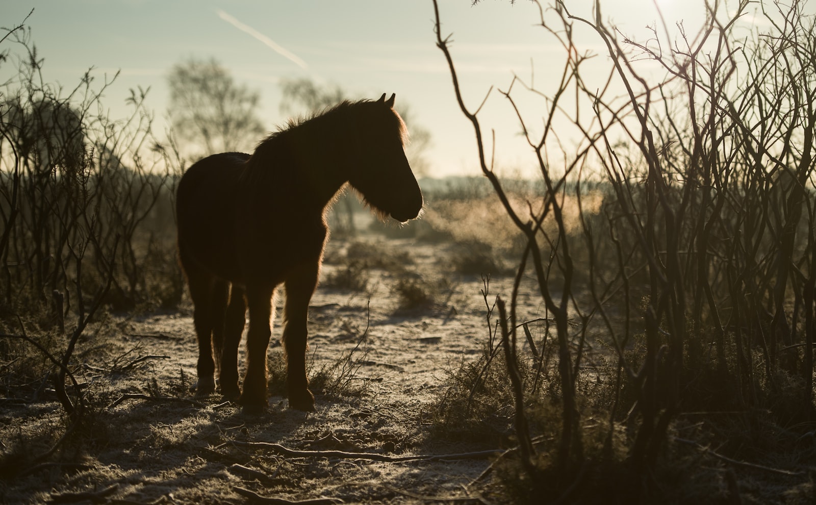 Nikon D4S + Nikon AF-S Nikkor 70-200mm F2.8G ED VR II sample photo. Silhouette of horse photography