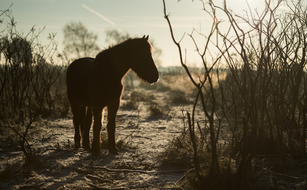 silhouette of horse