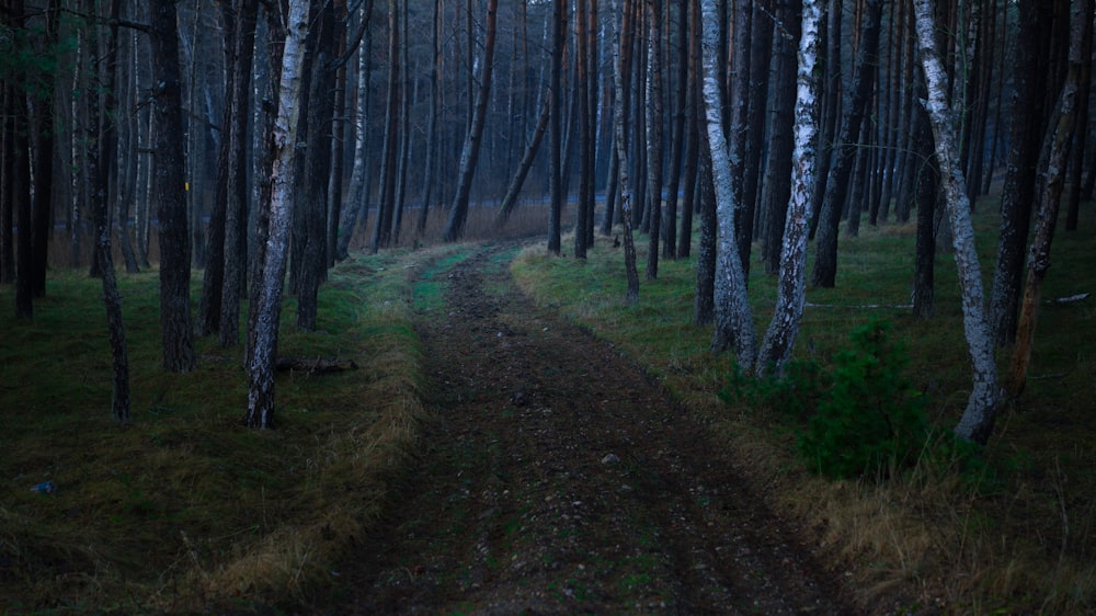 photography of road between trees