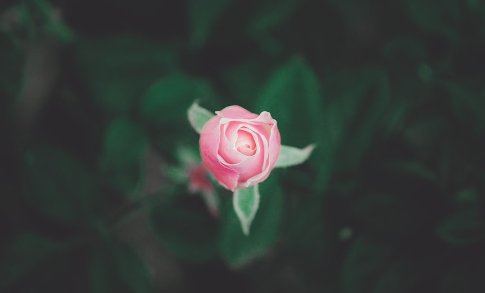 pink rose in bloom in close up photography