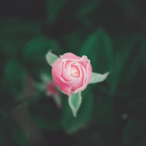 pink rose in bloom in close up photography